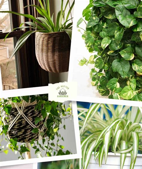 17 Best Plants for Hanging Baskets in Shade - The Potted Gardener