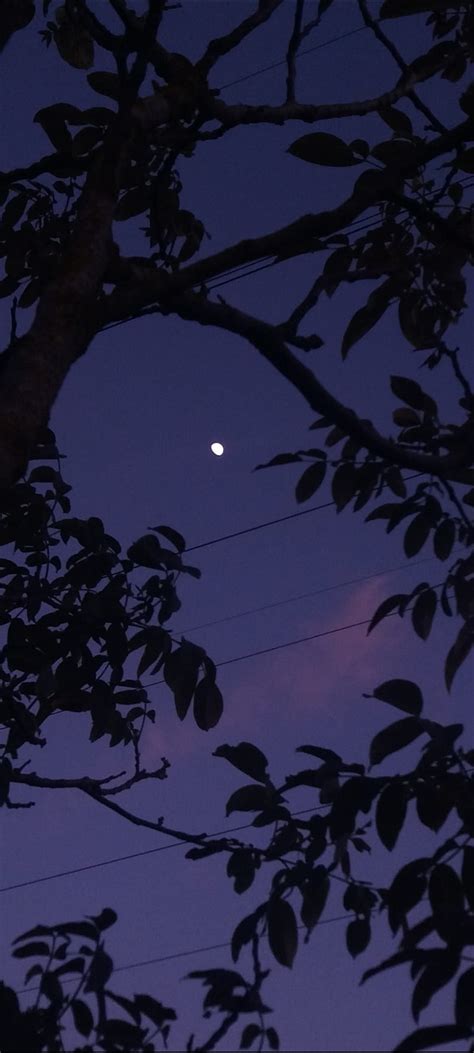 Moon and tree, night, purple, HD phone wallpaper | Peakpx