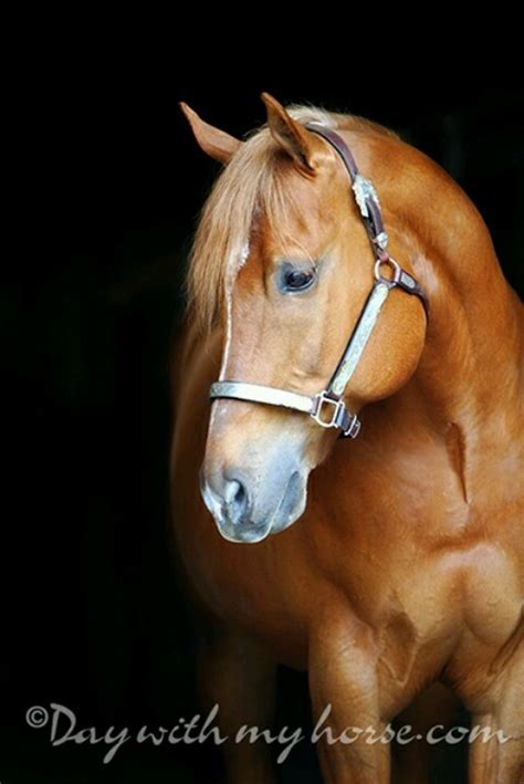 Chestnut stallion | Beautiful horses, Horses, Equine photographer