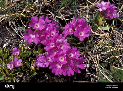 Primula Daonensis Alpi mountains Italy Stock Photo - Alamy