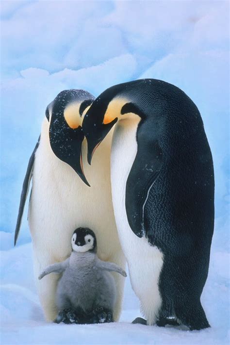 Mother father and baby penguin | Cute! | Pinterest | Baby penguins, Mothers and Babies