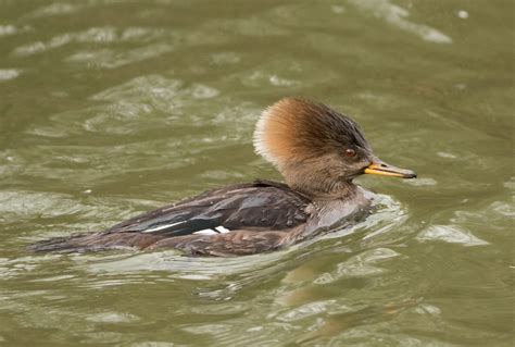 Pixie Birding: Hooded Merganser - Corsham Lake, Wiltshire - will it get accepted on to Category A?