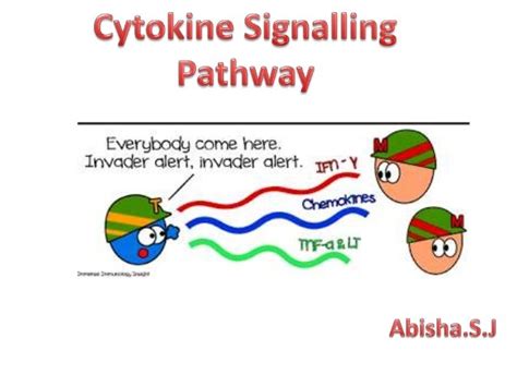 Cytokine signaling pathway