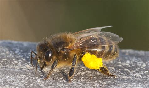 Pollen | Honey bee loaded pollen baskets | philbromley | Flickr