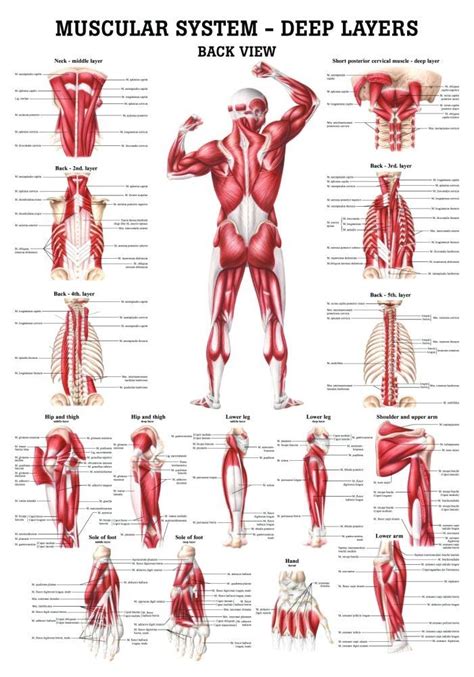 The Muscular System - Deep Layers, Back Laminated Anatomy Chart ...