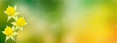 Spring flowers of daffodils. 9853183 Stock Photo at Vecteezy