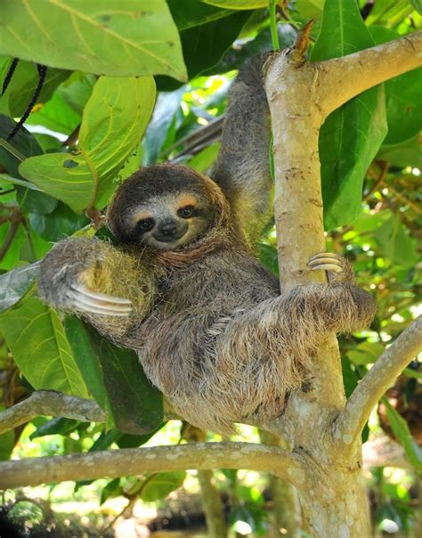 Resultado de imagem para sloth in tree | Endangered animals, Cute baby animals, Baby animals