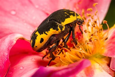 54 of the Most Colorful Beetles in the World - Color Meanings