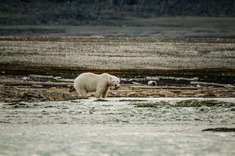 Close-up of a Polar Bear · Free Stock Photo