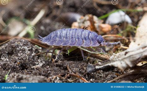 Pill bug walking stock photo. Image of crawly, armour - 31008222