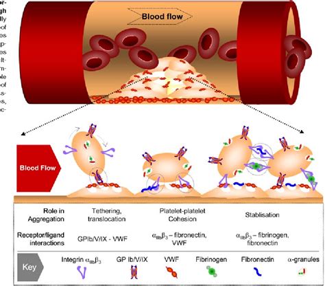 Figure 2 from The growing complexity of platelet aggregation. | Semantic Scholar