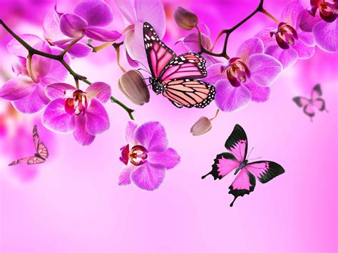 Pink Butterfly Desktop Wallpapers - Top Free Pink Butterfly Desktop ...