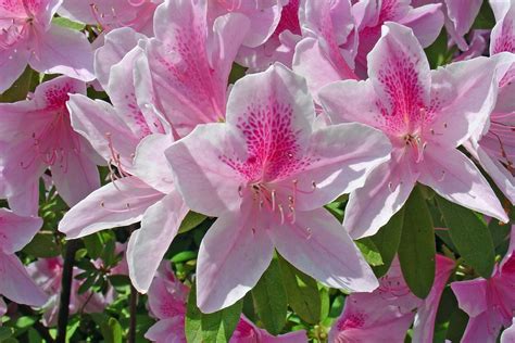 When is an Azalea a Rhododendron? – Black Gold