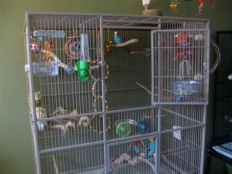 Budgie Cages: How to Set-Up Your Parakeet’s Cage with Toys and Perches | Discount Parrot Supplies