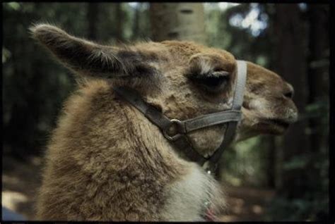 TIL when Llamas and Alpacas spit, it isn't just spit, it's actually vomit. : r/todayilearned