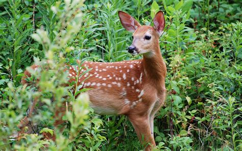 Free download White Tailed Fawn [1680x1050] for your Desktop, Mobile & Tablet | Explore 74 ...