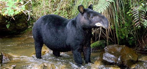 Wild Wooly Mountain Tapirs | Tapir Specialist Group