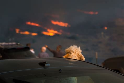 Heartbreaking: Helpless farm animals, pets and wildlife bear the brunt ...