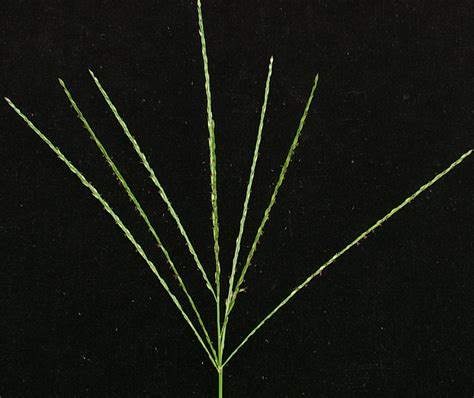 Smooth Crabgrass | Weed identification guide for Ontario crops | ontario.ca