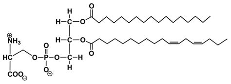 Glycerophospholipids - Biochemistry Video | Clutch Prep