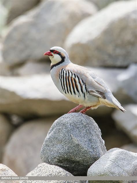 Chukar Partridge (Alectoris chukar) | Chukar Partridge (Alec… | Flickr