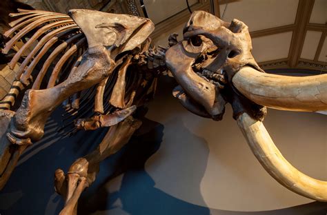 NaturePlus: What's new at the Museum: Meet the mammoths and their entourage