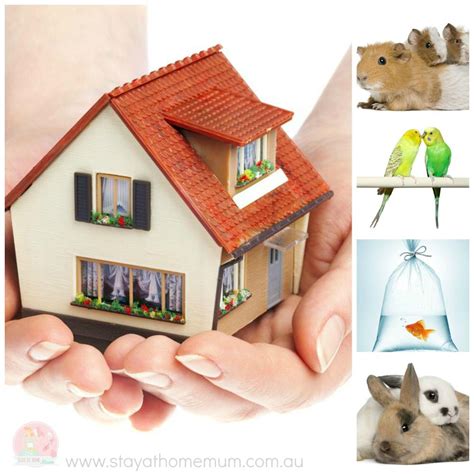 Small Pets For Small Homes | Stay At Home Mum