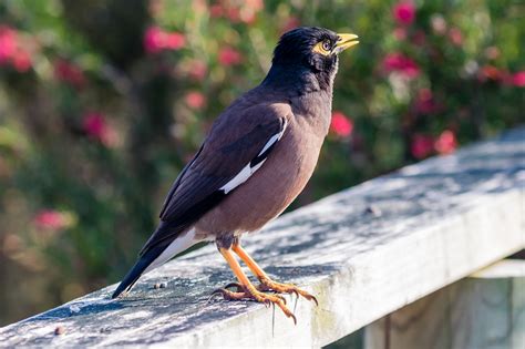 Australian Birds In The City - Australia's Wonderful Birds