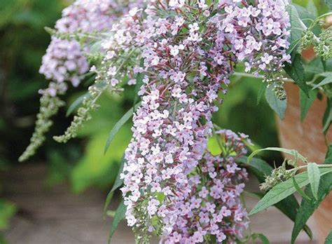 Butterfly Bush Seeds and Plants - Perennial Flowers - Burpee