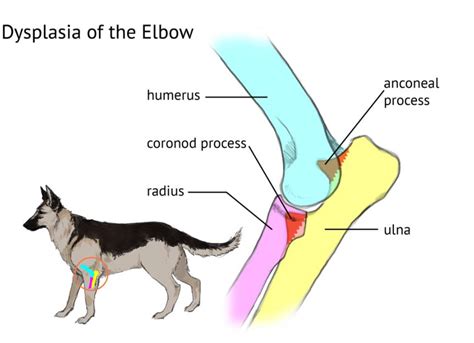 Elbow Dysplasia in Dogs Medical Diagram | PetMD