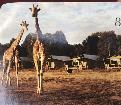 Dubbo zoo zoofari lodge | Zoo, Animals, Giraffe