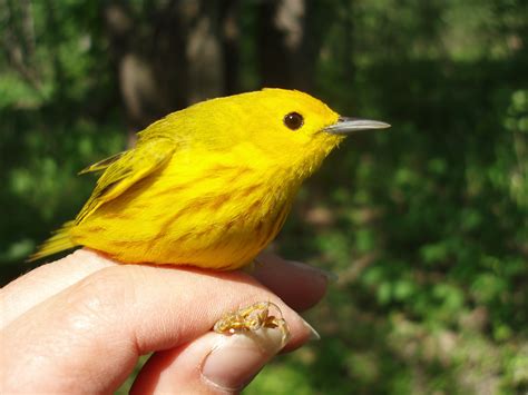 Male Yellow Warbler captured at banding station