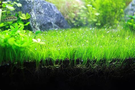 Aquarium Dwarf Grass Seeds To Grow Live Aquatic Plants (Eleocharis Parvula) Free Shipping ...