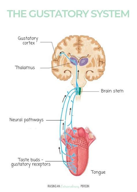 The Oral Motor System and The Gustatory System • Sensory Processing