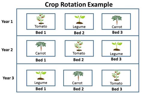 Planning the Garden: Crop Rotation | Gardening in the Panhandle