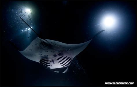 Manta Ray Night Dive - Sneak Peek - Michael Andrew Photography Blog