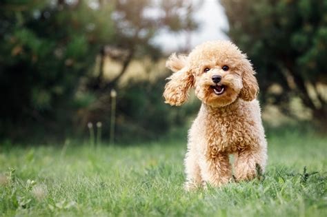 Race de chiens : tout savoir sur le caniche