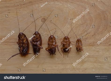 9 Florida woods cockroach Images, Stock Photos & Vectors | Shutterstock