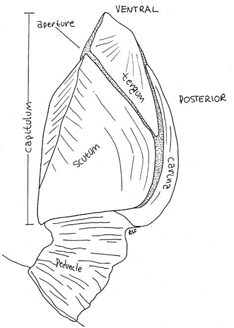 Goose Barnacle Anatomy