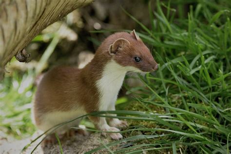 New Zealand's Big 3 Predators - Stoats, Rats, & Possums - New Zealand Nature Guy