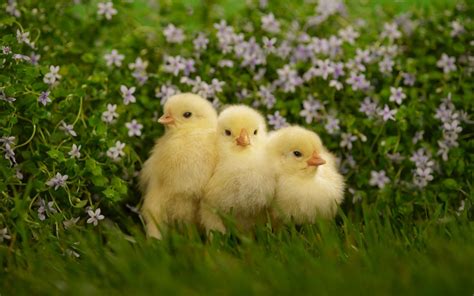 Cute Chicks Wallpapers - Wallpaper Cave