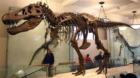 T. Rex at the American Museum of Natural History | Mental Floss