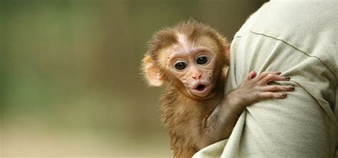 Role Of Wildlife SOS In Rehabilitating Baby Monkeys - Wildlife SOS