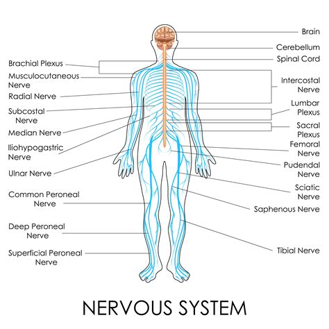 Back Body Parts Diagram at Sandra Mitchell blog