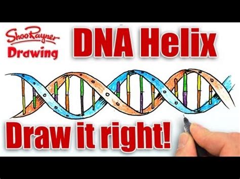 How to draw the dna helix – Artofit