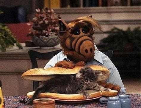 Oh Alf | Animals, Alf, Cat memes