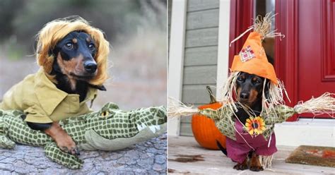 Photos of Dachshunds in Halloween Costumes | POPSUGAR Pets