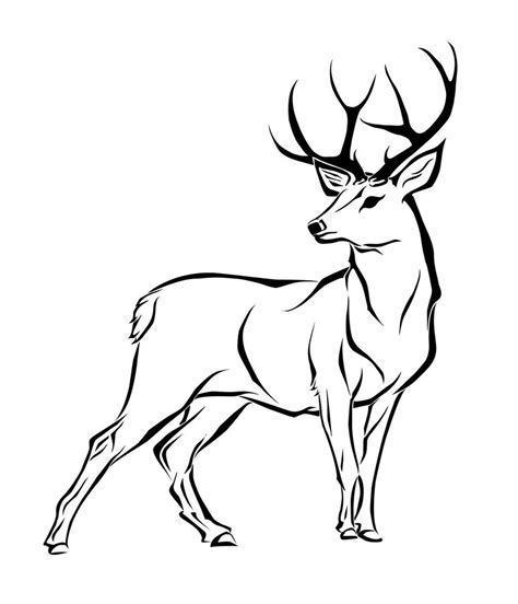 Deer Drawing at GetDrawings | Free download