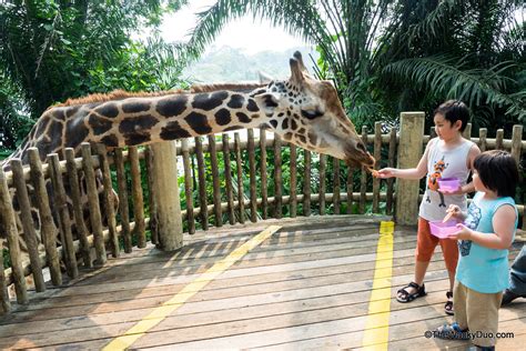 Singapore Zoo — Steemit