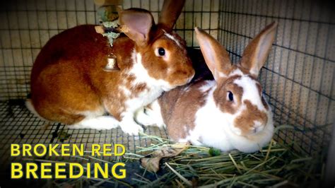 Rabbit Breeding: New Zealand Reds - YouTube